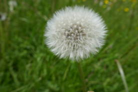 蒲公英