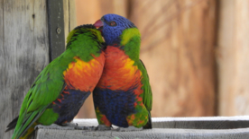 彩虹鹦鹉