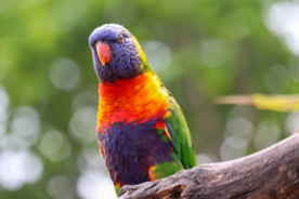 彩虹鹦鹉