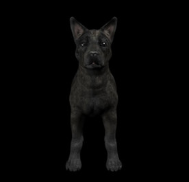 C4D模型 黑色狼犬