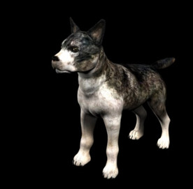 C4D模型 黑色狼犬