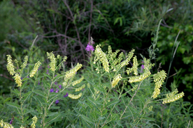 黄芪