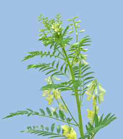 黄芪
