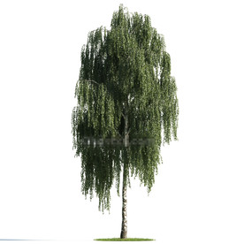 杨树