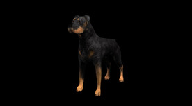 C4D模型 罗威纳犬