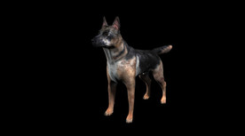 C4D模型 牧羊犬