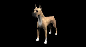C4D模型 大丹犬