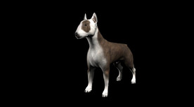 C4D模型 狗斗牛犬