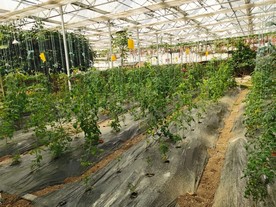 蔬菜种植基地