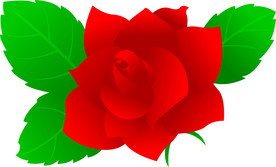 玫瑰花
