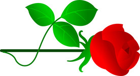 玫瑰花