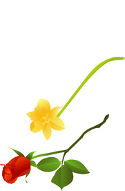 玫瑰花