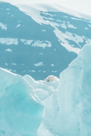 北极熊
