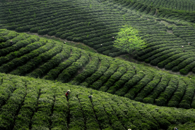 茶园