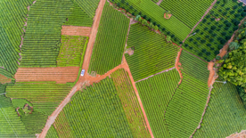茶园