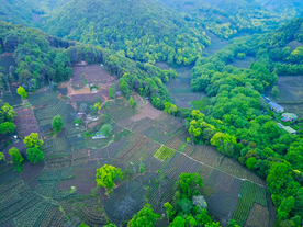 茶园