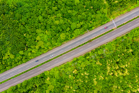 树木道路