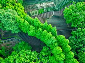 茶园