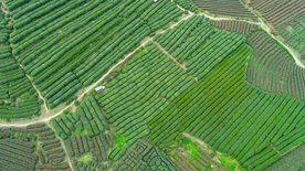 梅家坞茶园