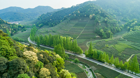 梅家坞茶园