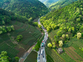 梅家坞茶园