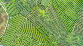 梅家坞茶园