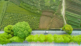 梅家坞茶园