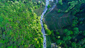 梅家坞茶园