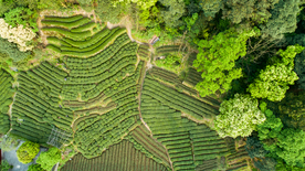 梅家坞茶园