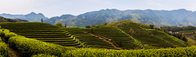 遂昌大拓茶园