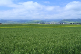 田野