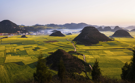 田野