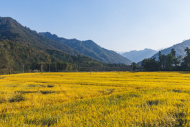 稻田