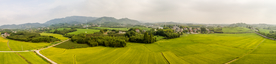 田野