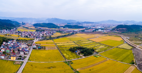 田野