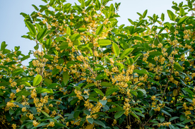 桂花树