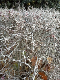 冬天冬季霜降树枝