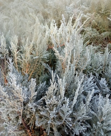 冬天冬季霜降树枝松树枝