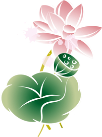 荷花