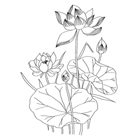 荷花