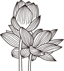 荷花