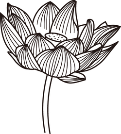 荷花