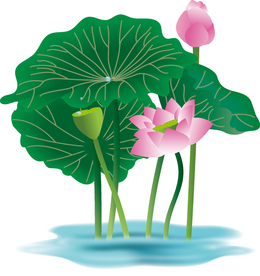 荷花