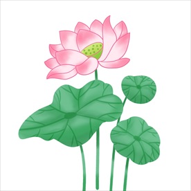 荷花