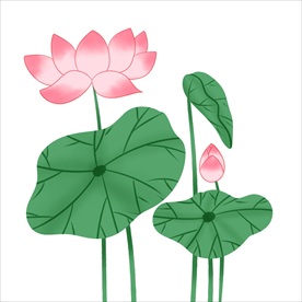荷花