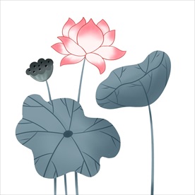 荷花
