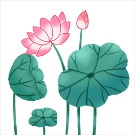 荷花