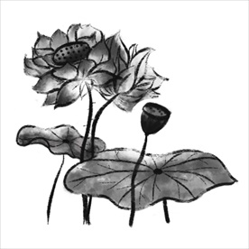 荷花