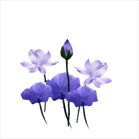 荷花