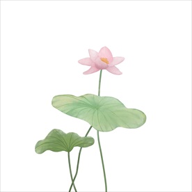荷花